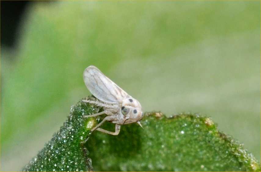 ID Cicalina: Austroagallia sinuata dal Lazio